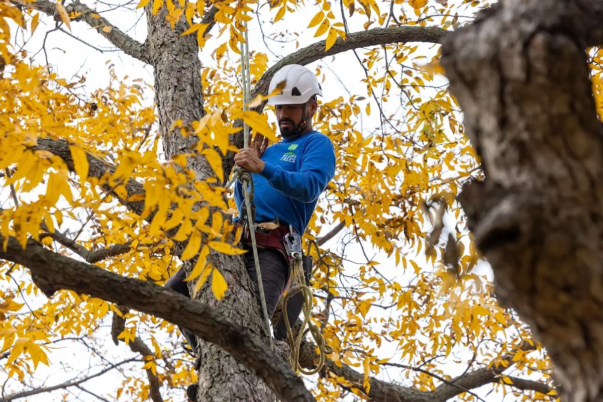 Skilled Tree Pruning crew working in Cadiz